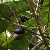 Semecarpus moonii Thwaites